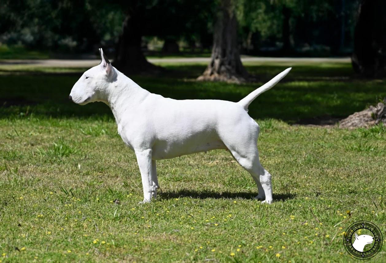 OLD ENGLAND'S WILD WAHINE